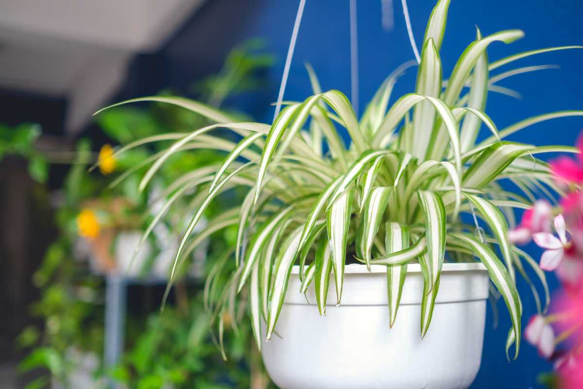 A hanging pot with a spider plant (Chlorophytum comosum) showcases long, arching green leaves with white stripes. 