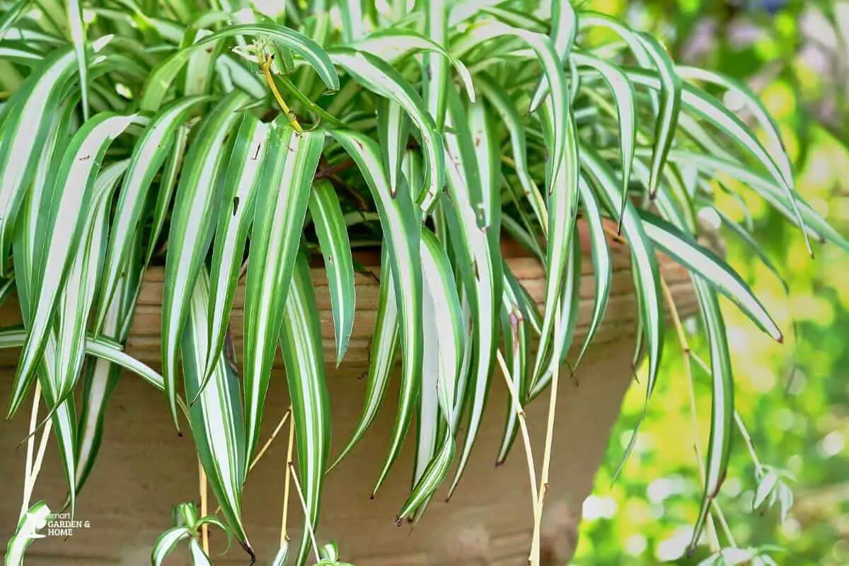 Spider Plant with Drooping Leaves Due to Underwatering