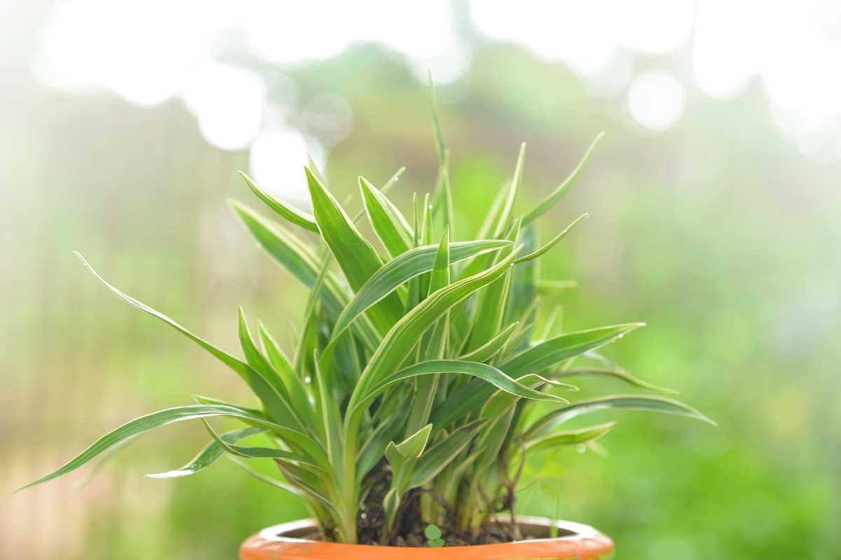 A potted spider plant with long, green leaves against a blurred, sunlit outdoor background. 