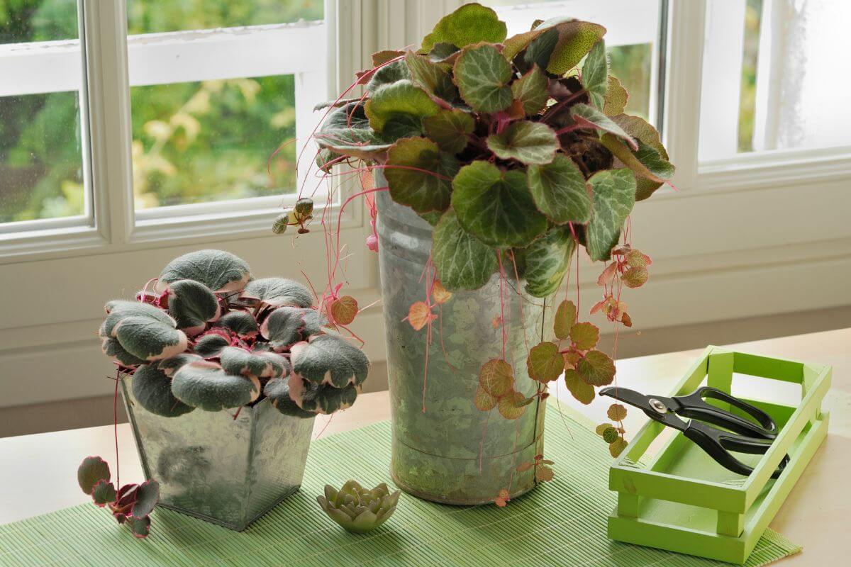 Two Strawberry Begonia plant in metal pots are placed on a table near a sunny window. A pair of pruning shears and a small decorative candleholder are placed on a green tray beside the pots.