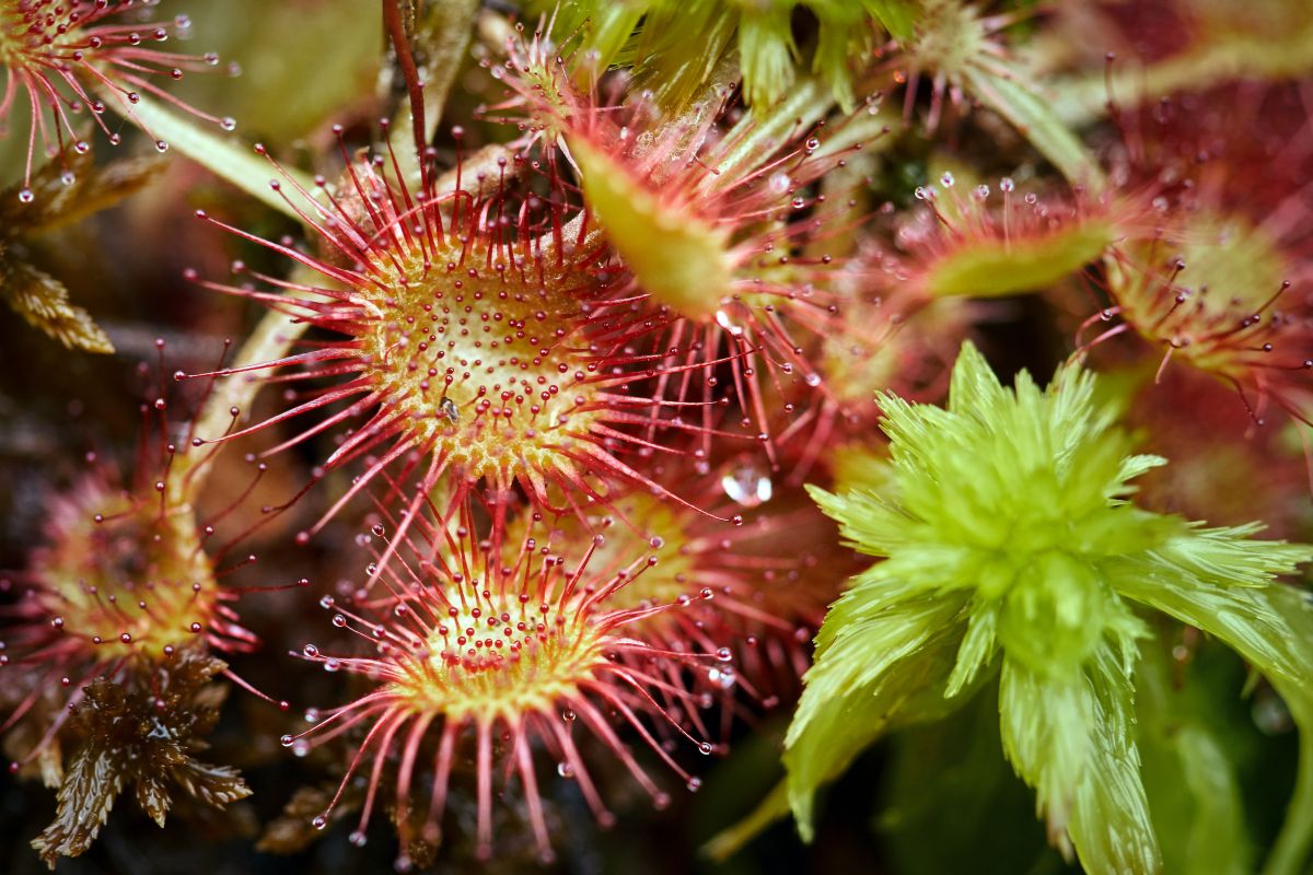 A sundew plant, featuring round, red, spiky leaves covered in glistening droplets of sticky mucilage. Among the sundews are some bright green mosses adding color and texture contrast.