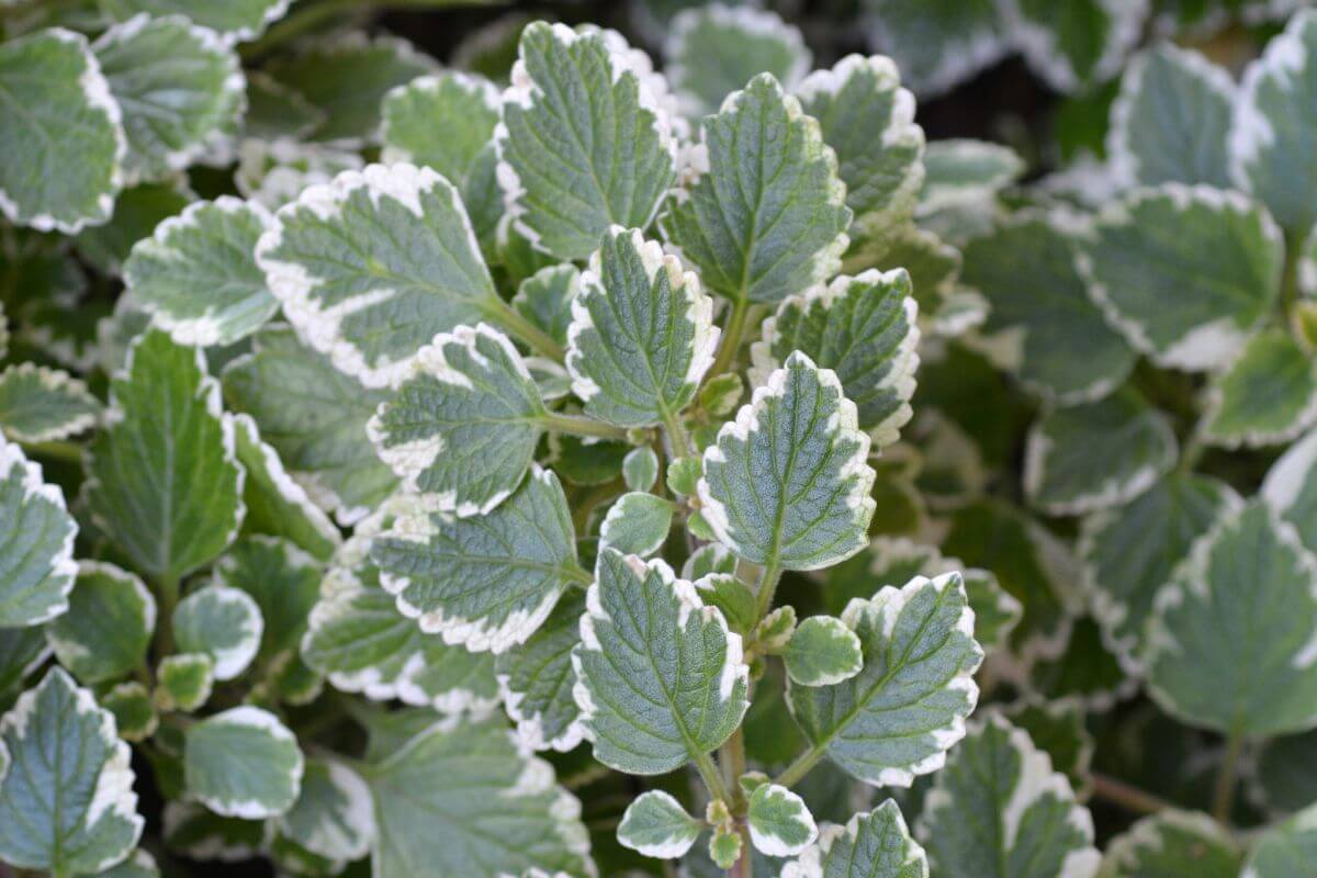 Green Swedish ivy leaves with white scalloped edges, featuring a detailed view of the leaf texture and veins. 