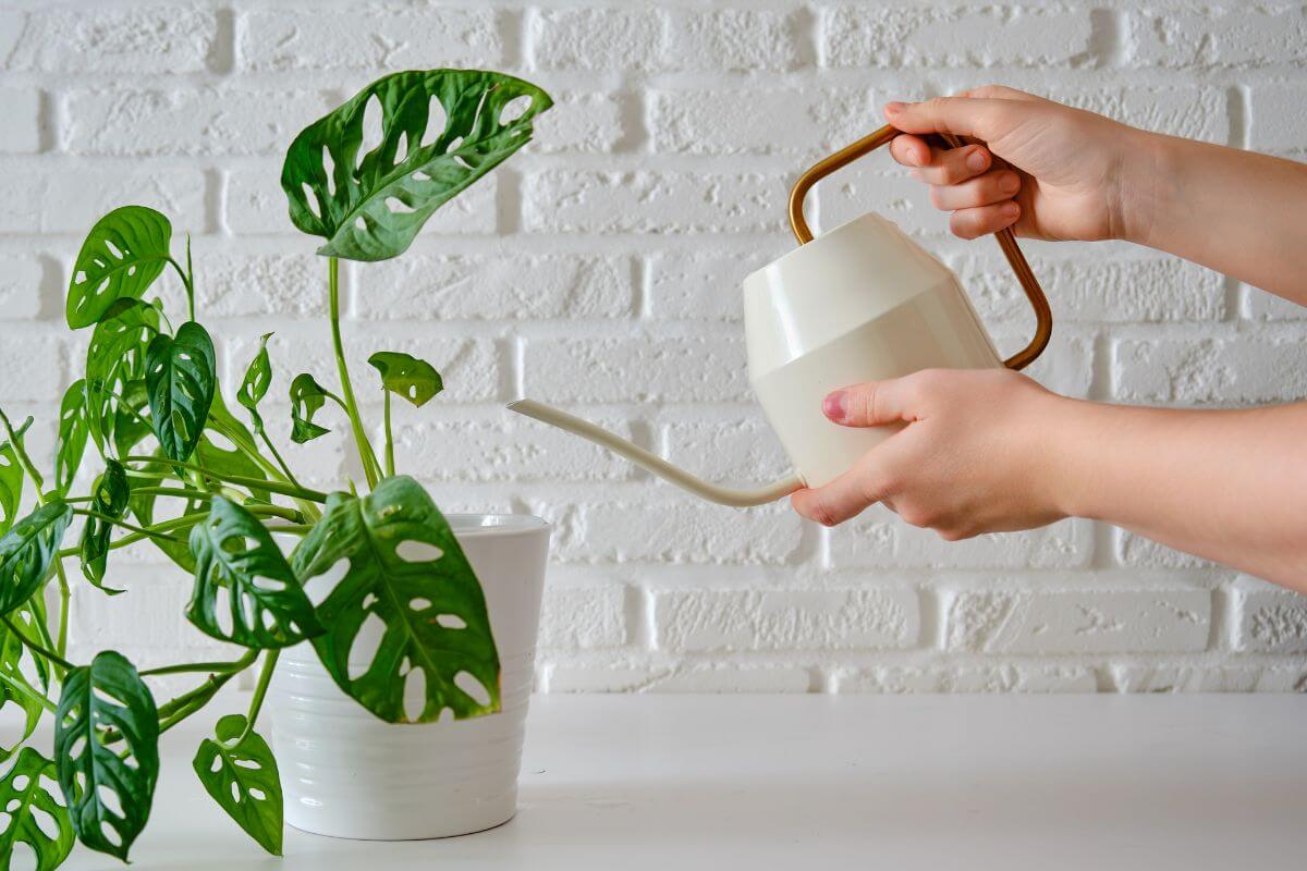 Close-up of a person's hands using a white and gold watering can to nurture a potted Swiss cheese plant on a white table against a white brick wall background.