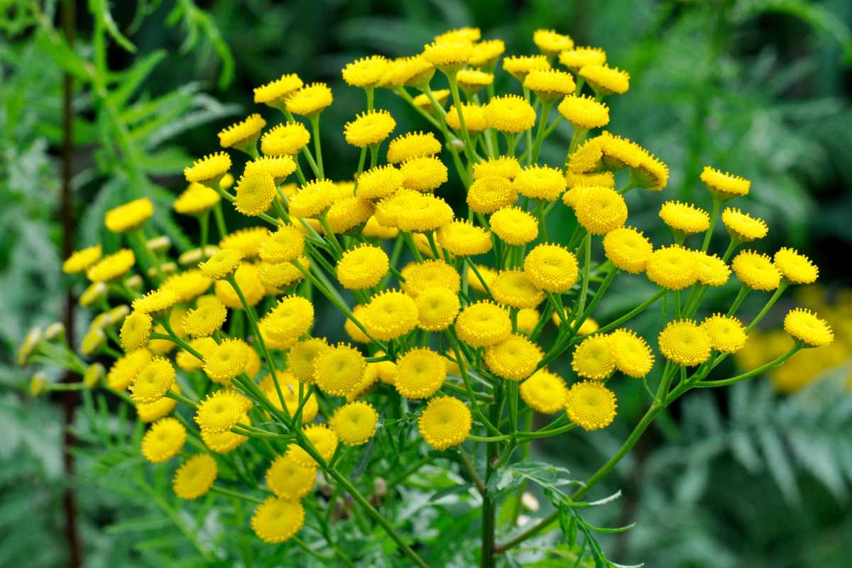 A cluster of small, bright yellow, button-like tansy flowers with soft, feathery green foliage in the background. 