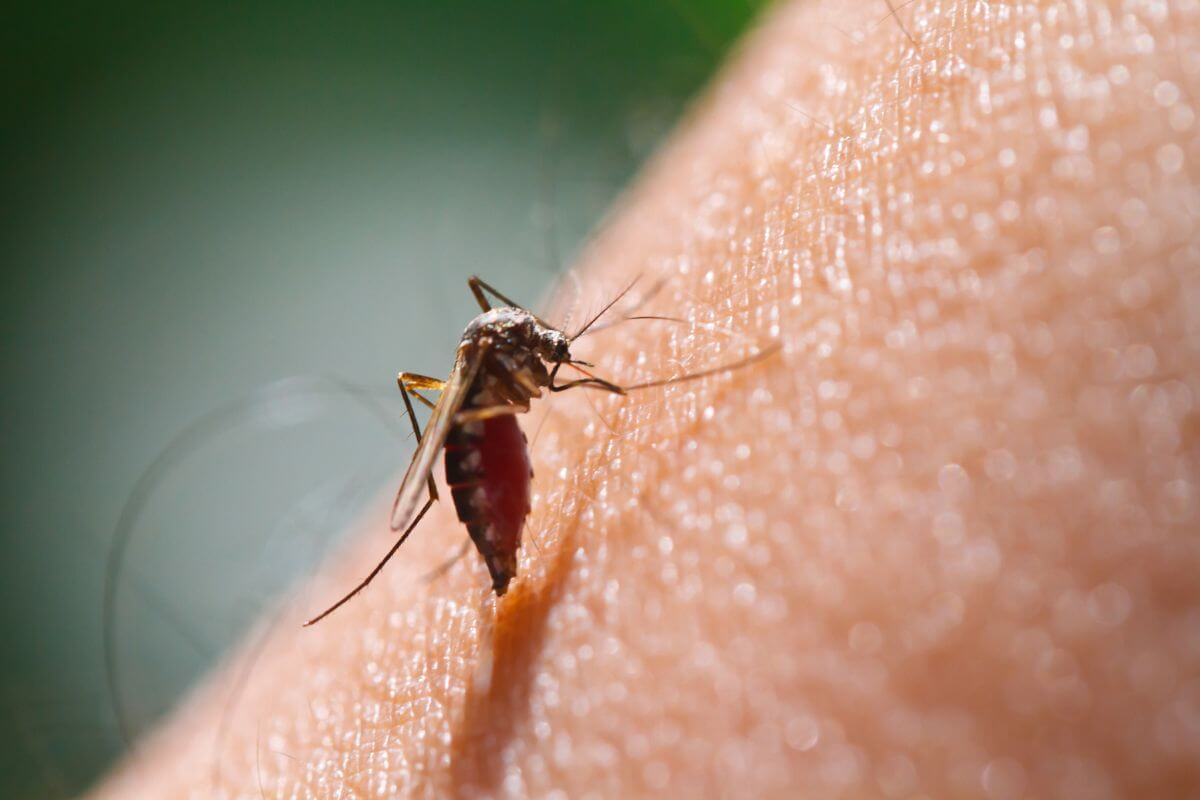 Close-up image of a mosquito with a slender body and elongated legs, piercing human skin.