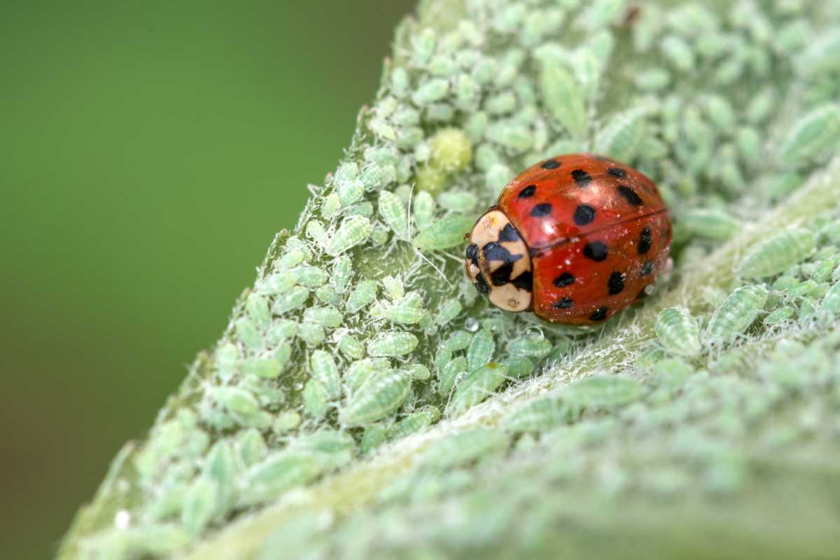 A red ladybug with black spots on a green leaf covered with small green aphids.