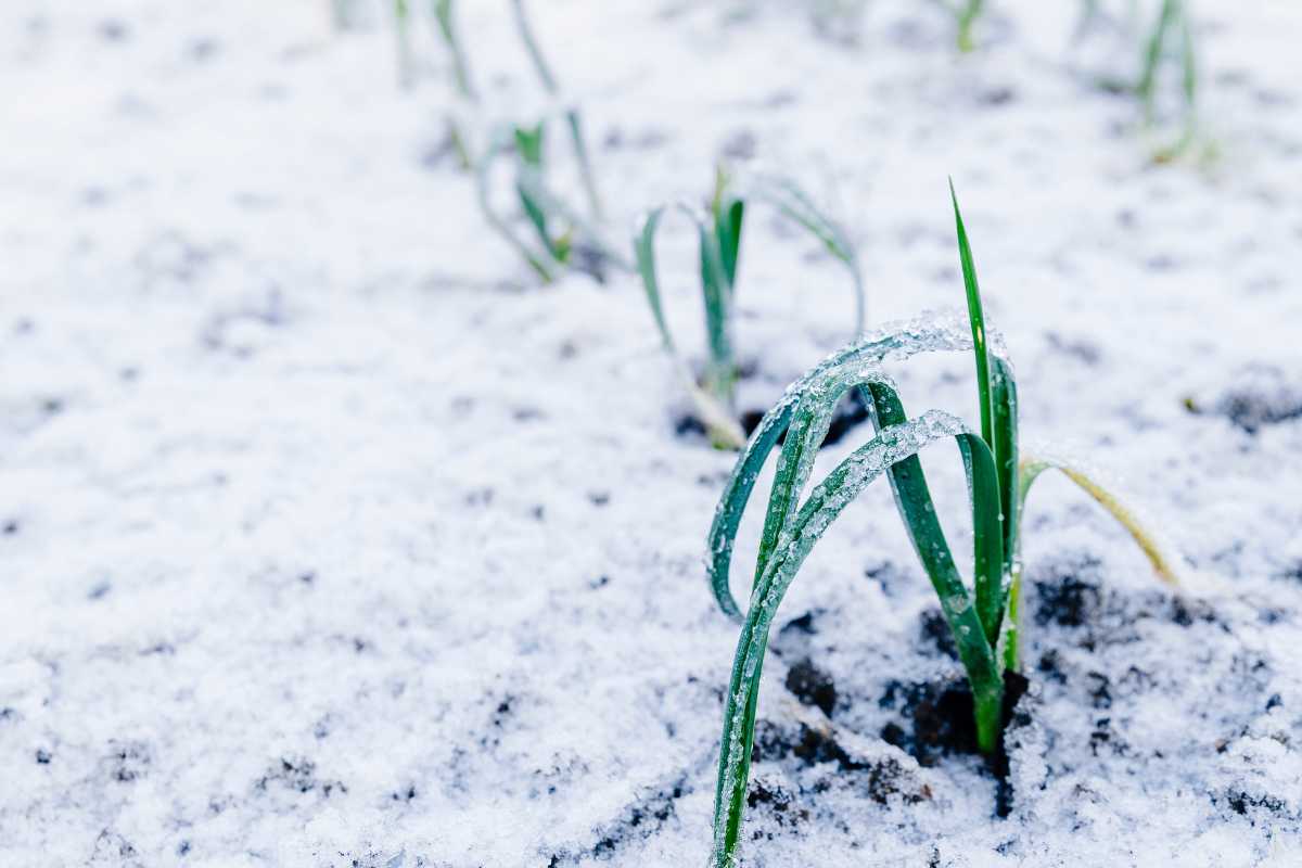 Green plant leaves sprouting from snow-covered ground. The snow is thinly spread, and multiple plants are visible in the background.