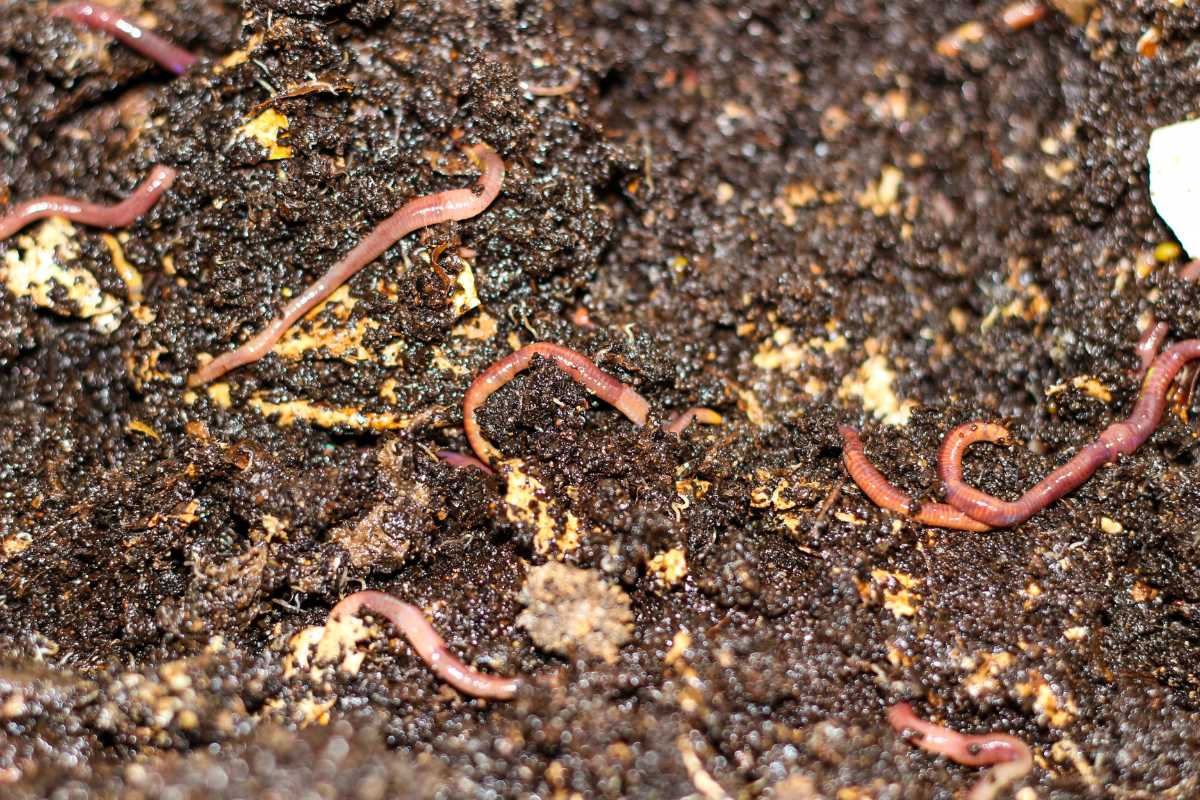 Several earthworms are visible in dark, moist soil, actively burrowing and leaving behind worm castings that aerate the soil. 