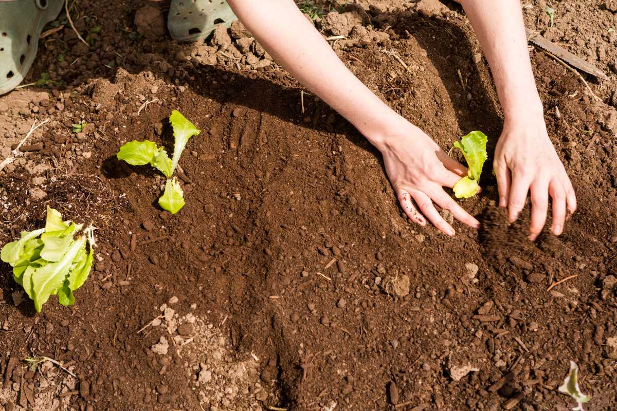 Two hands are seen planting lettuce seedlings into the rich topsoil of a garden. 