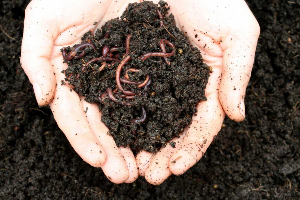 Hands holding a small pile of dark soil with several earthworms wriggling through it.