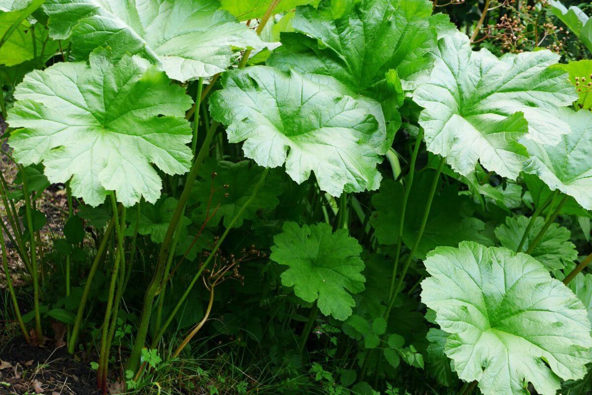 The umbrella plant, featuring large rounded leaves, growing in a shady environment.