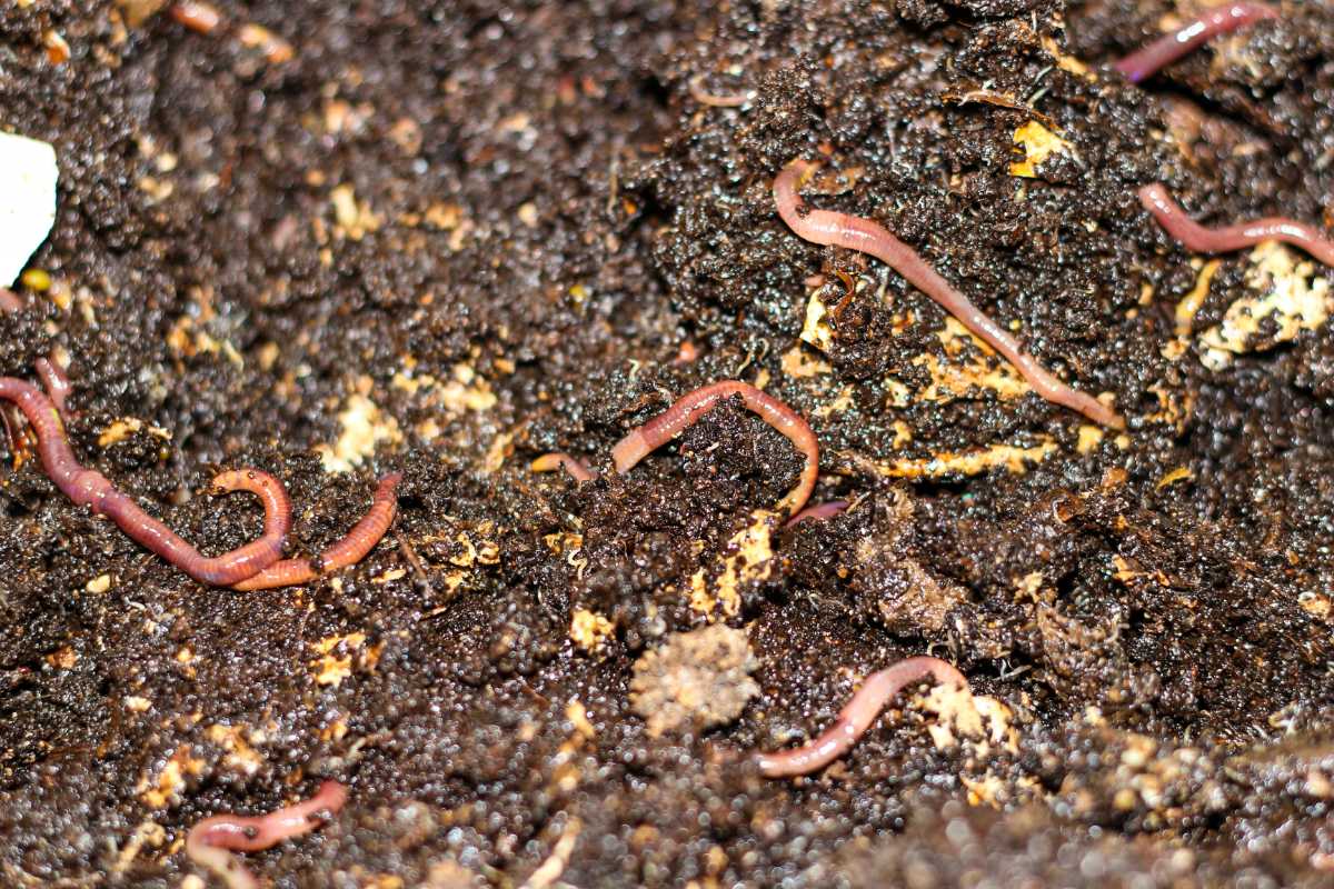 Several pink earthworms navigating through rich, dark soil. The soil appears moist and contains various organic matter and decomposing materials, enriched by worm castings, providing a nutrient-rich environment suitable for the worms.