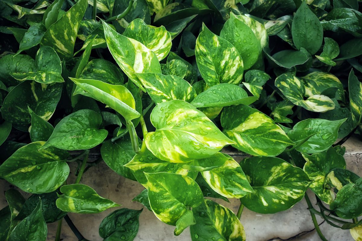 A close-up shot of a lush collection of green and yellow variegated pothos leaves covered in droplets of water.