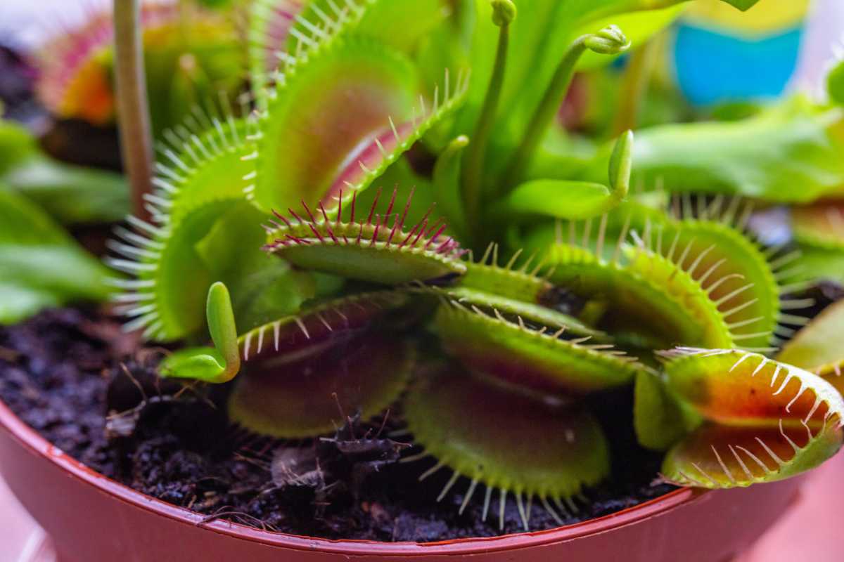 A Venus flytrap in a pot, displaying its vibrant green leaves with red-tinted trap lobes and fine hair-like projections. 