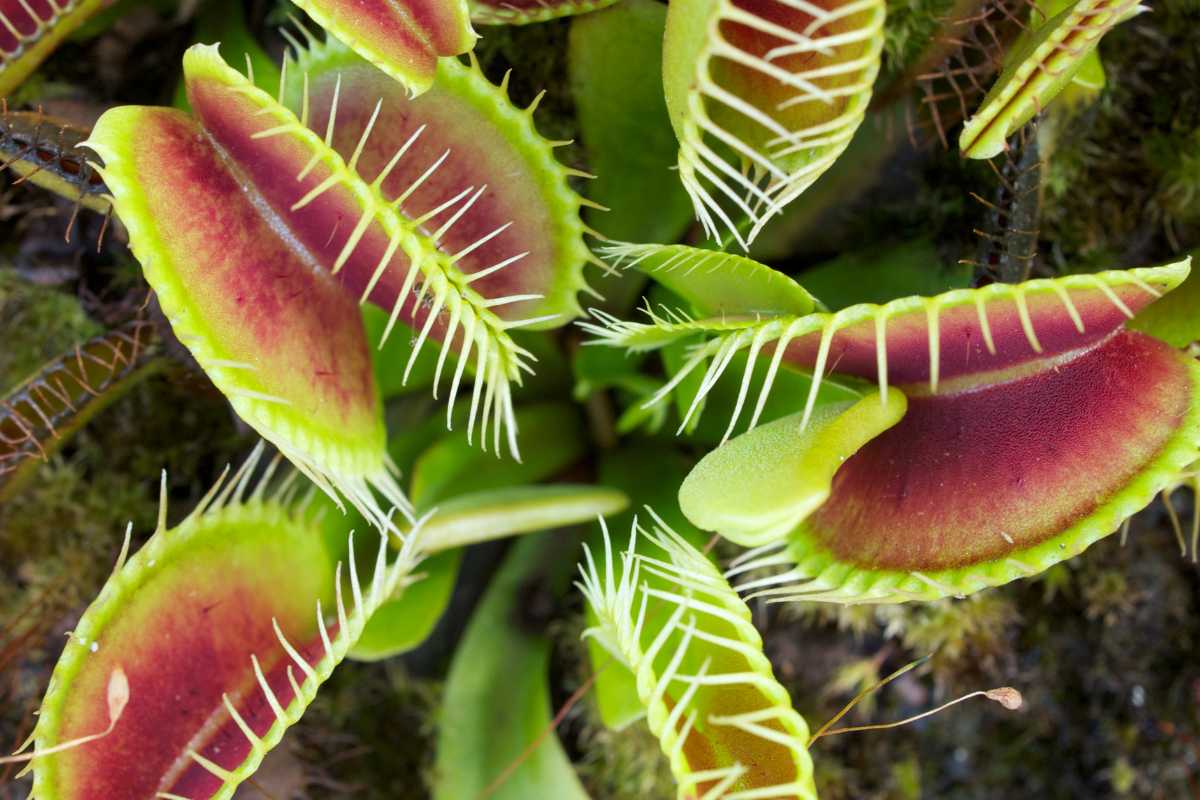 Close-up of a Venus Flytrap, a fascinating species among carnivorous plants, with its characteristic green and red trap leaves lined with sharp, sensitive hairs. 