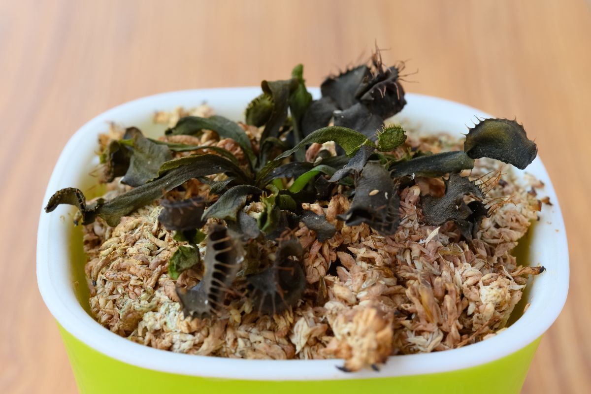 A potted Venus flytrap with dark green and blackened leaves, appears dry and wilting.