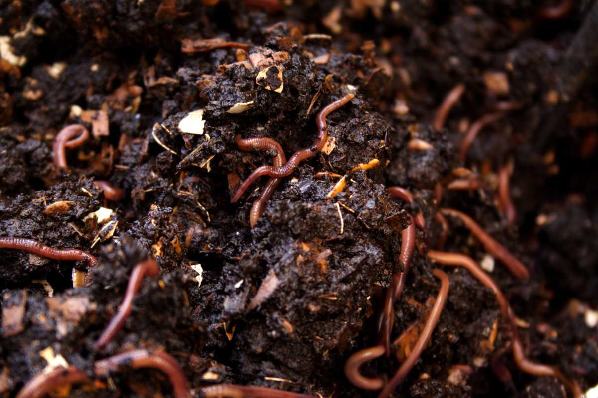 Several worms in dark, rich soil. The worms are wriggling and intertwined, surrounded by small pieces of organic matter and decomposing material. 