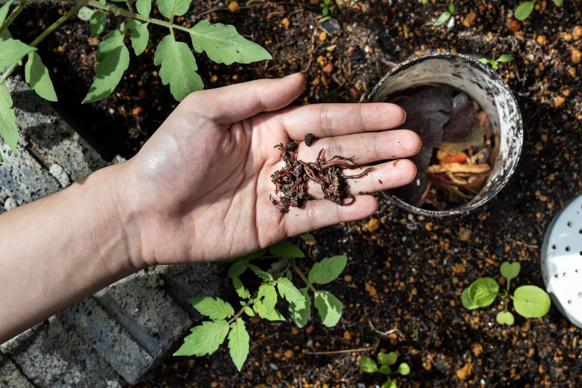 A hand holding earthworms over soil near a small compost bin filled with organic matter.