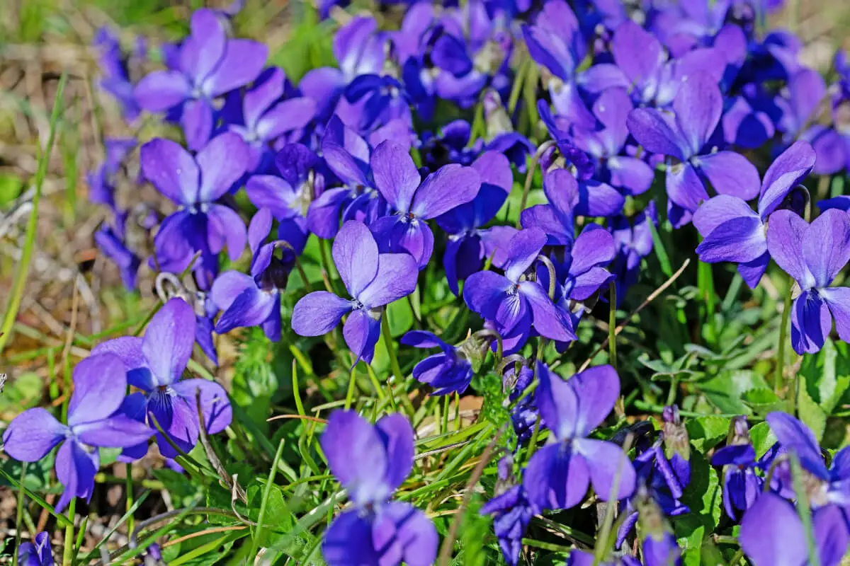 Numerous vibrant purple violets, one of the edible wild flowers, blooming in a field. 