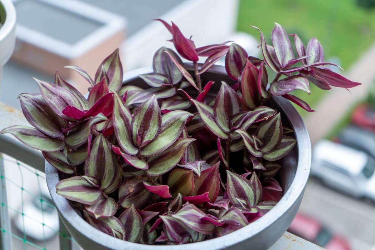 A round, gray pot filled with vibrant wandering jew plants sits on a balcony.