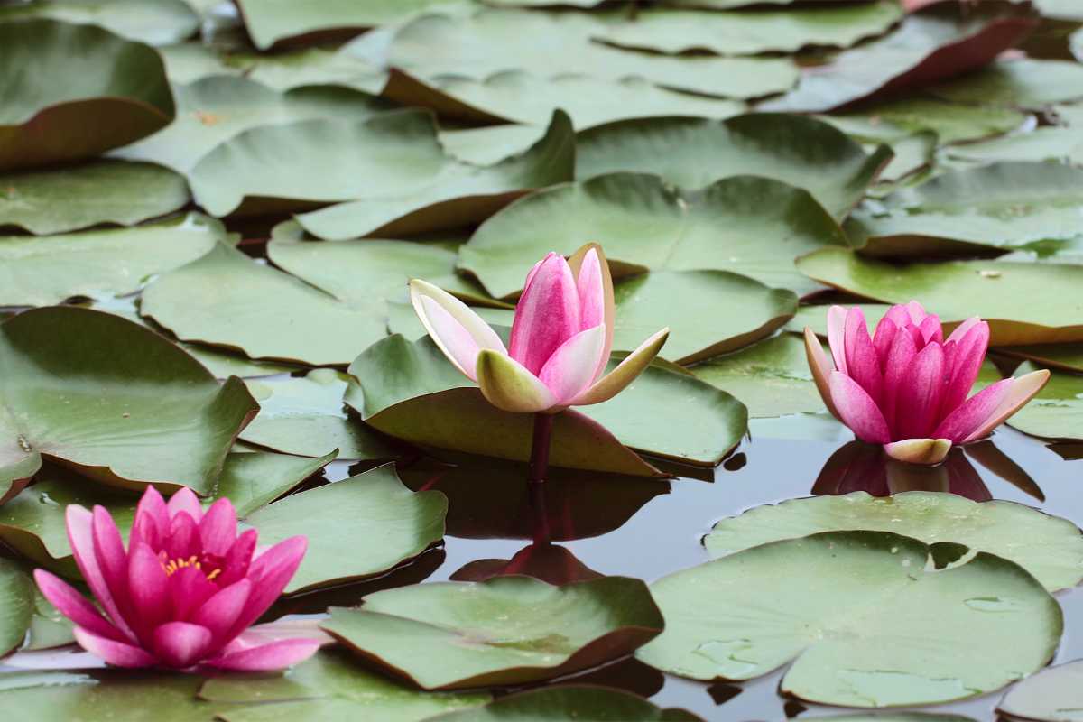 A serene pond filled with green lily pads featuring three pink water lilies in bloom. 