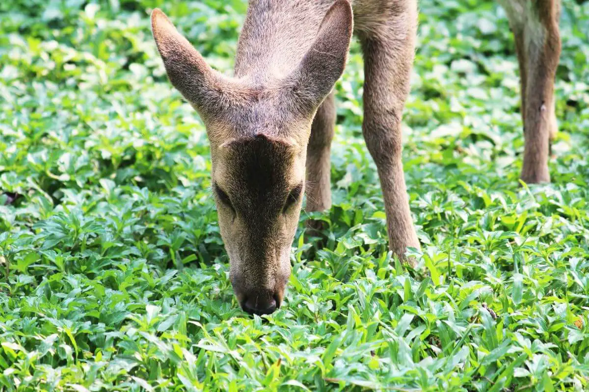 A deer with light brown fur is grazing on lush green plants in a grassy area, offering a prime example of why learning how to keep animals out of the garden is crucial. 