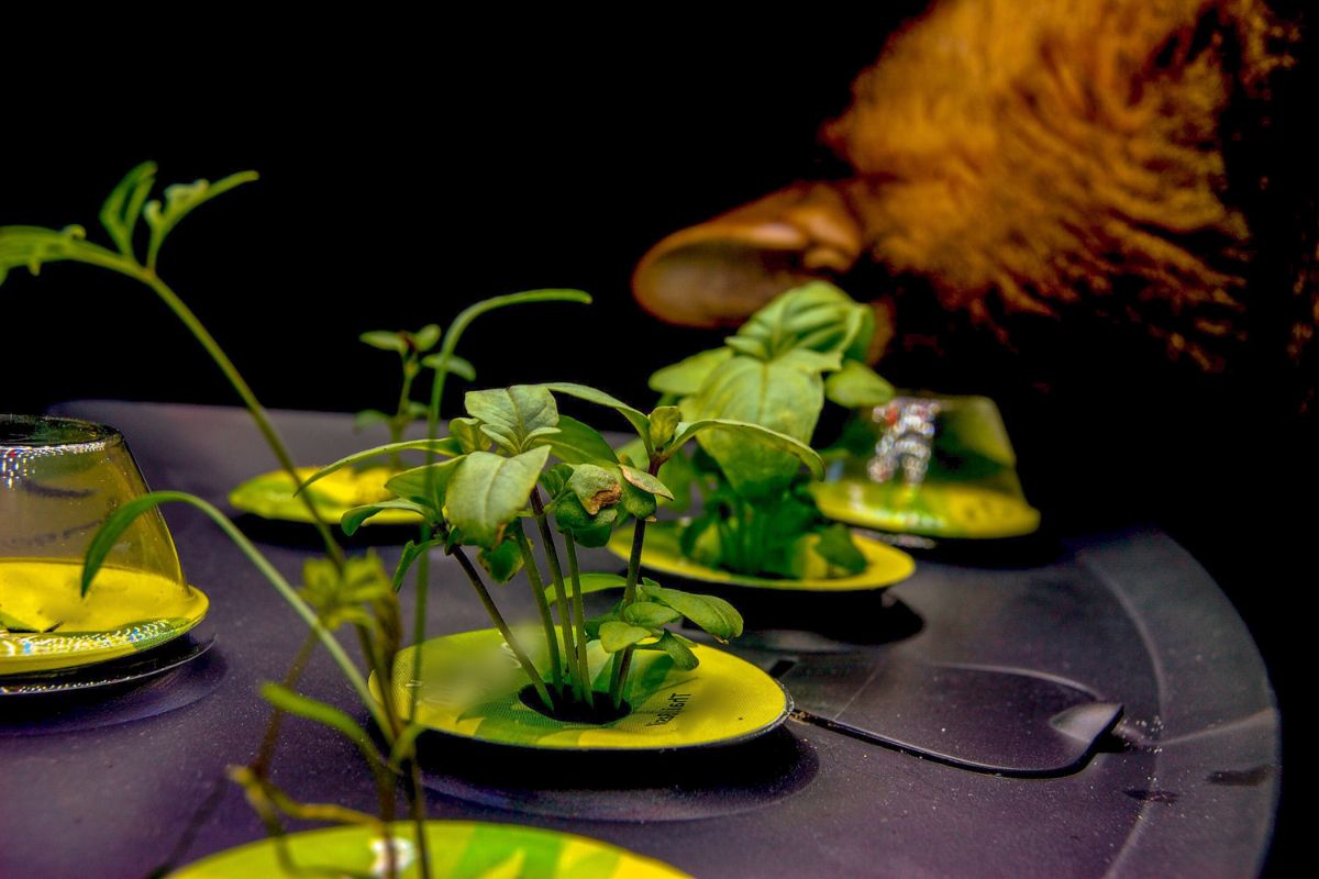 Close-up of an AeroGarden with several small green plants growing in yellow pods, others have their domes removed.