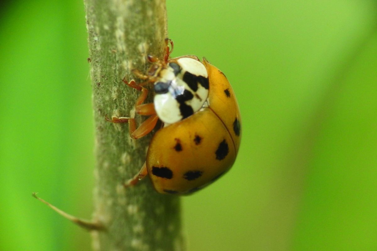 An orange asian lady beetle with black spots climbing a thin, green stem.