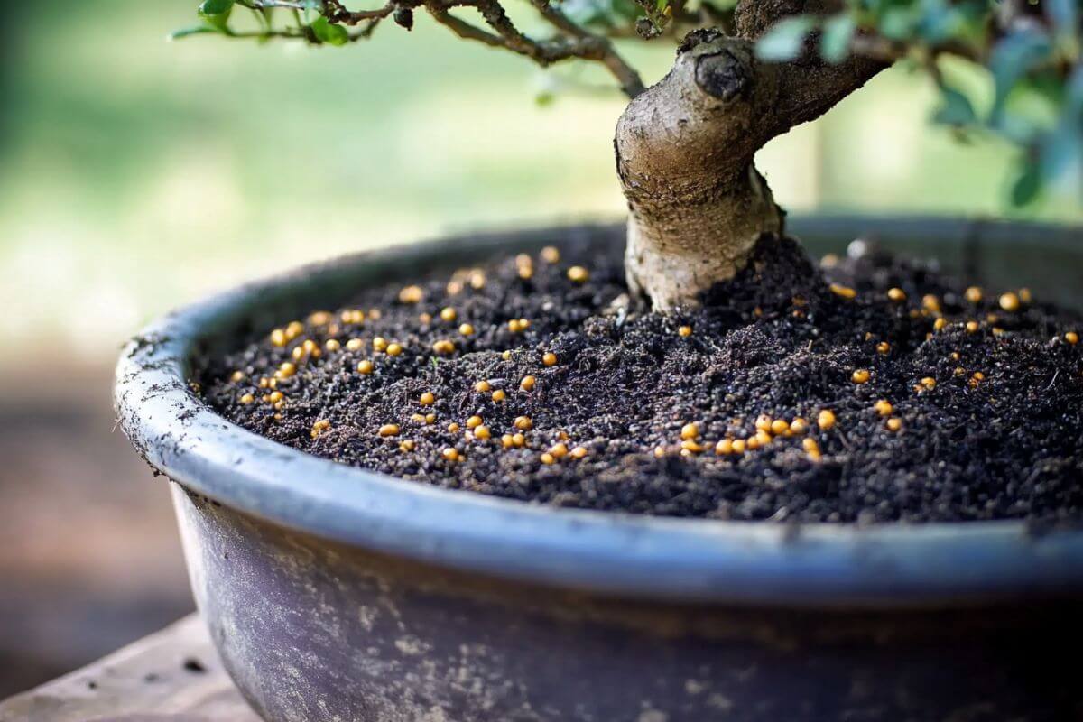 Yellow granule fertilizers placed in the soil mix of a bonsai tree.