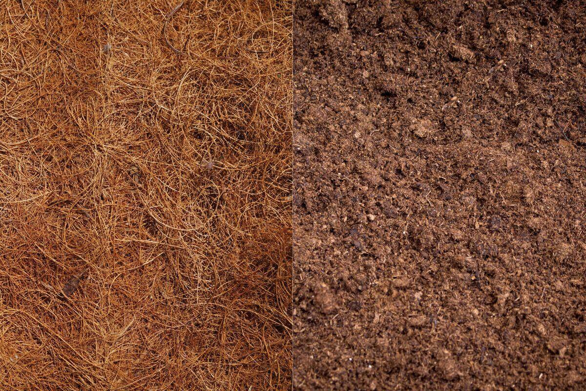 Side-by-side comparison image showing Coco Coir vs Coco Peat: a coarse, brown, fibrous material on the left and fine, dark brown material on the right.