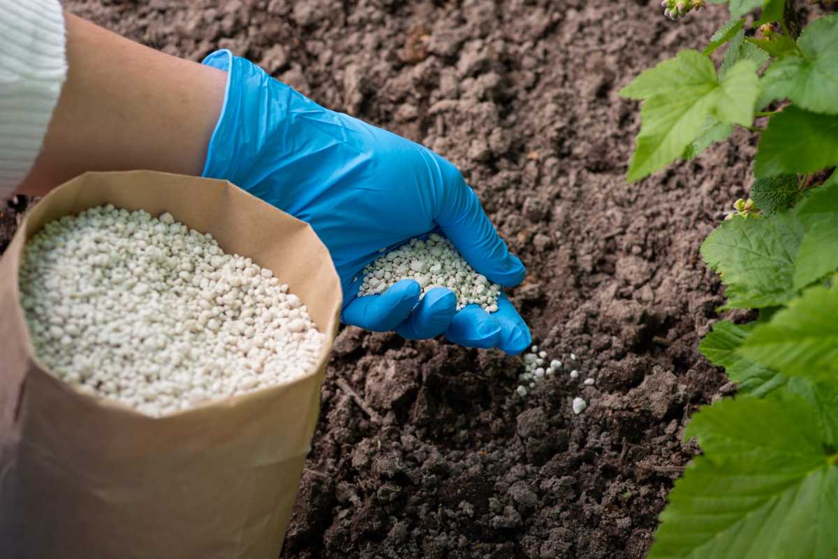 A person wearing blue gloves adds white granular fertilizer to soil in a garden.