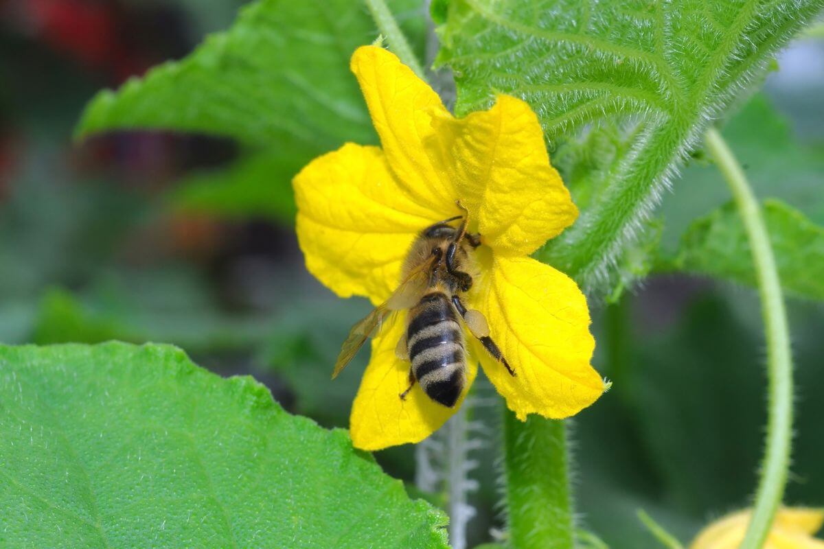 A bee is perched on a bright yellow cucumber flower, collecting pollen through open pollination.