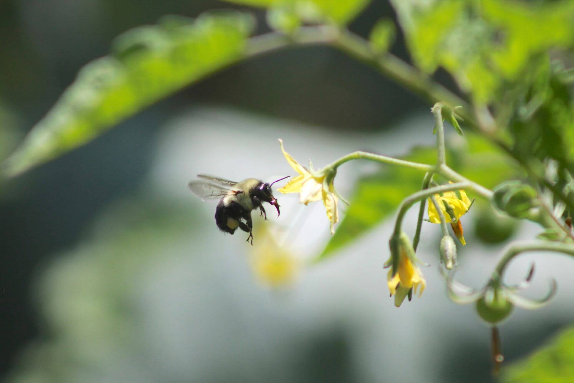 A bumblebee hovers by yellow flowers on a green open-pollinated tomato plant. The bee is clear, the background blurred, capturing its detail and connection to the flowers.