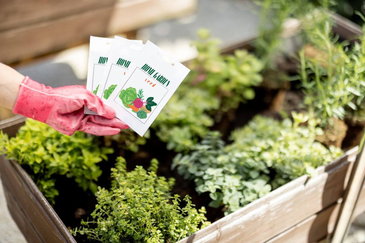 A person wearing pink gloves holds three packets of organic seeds above a raised garden bed filled with various green plants.