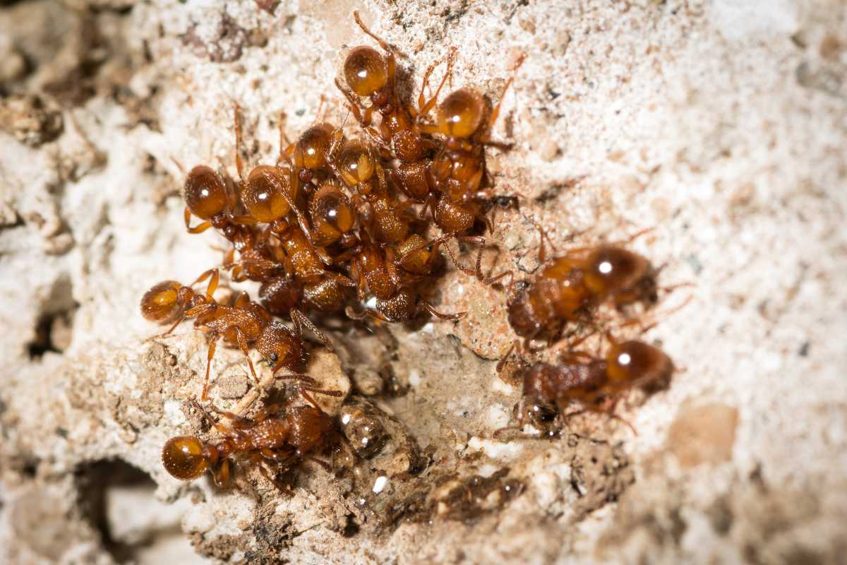 Tiny red ants in a garden, clustered together on a rough, sandy surface. 