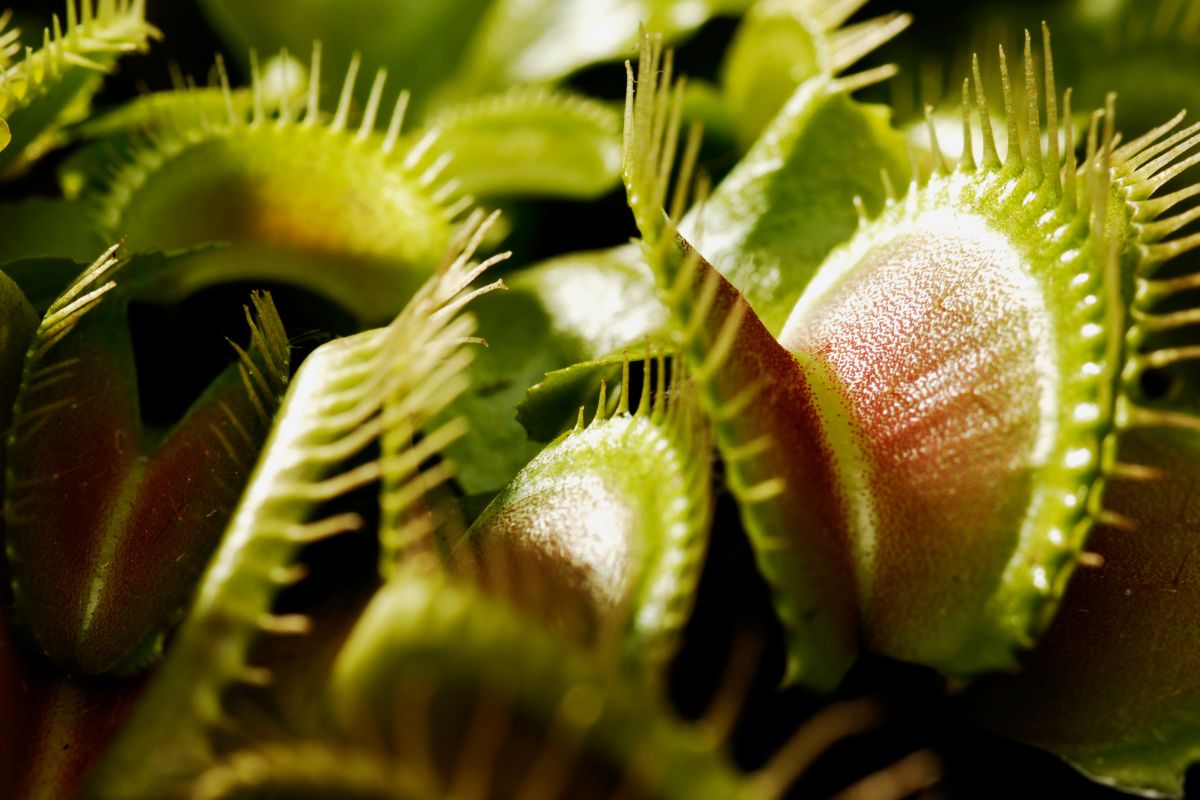 Close-up image of several Venus flytrap plants bathed in light, their toothed, green-clawed traps open and ready to catch prey.