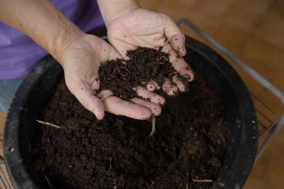 A person holds rich, dark compost with both hands over a black container filled with worm compost. 