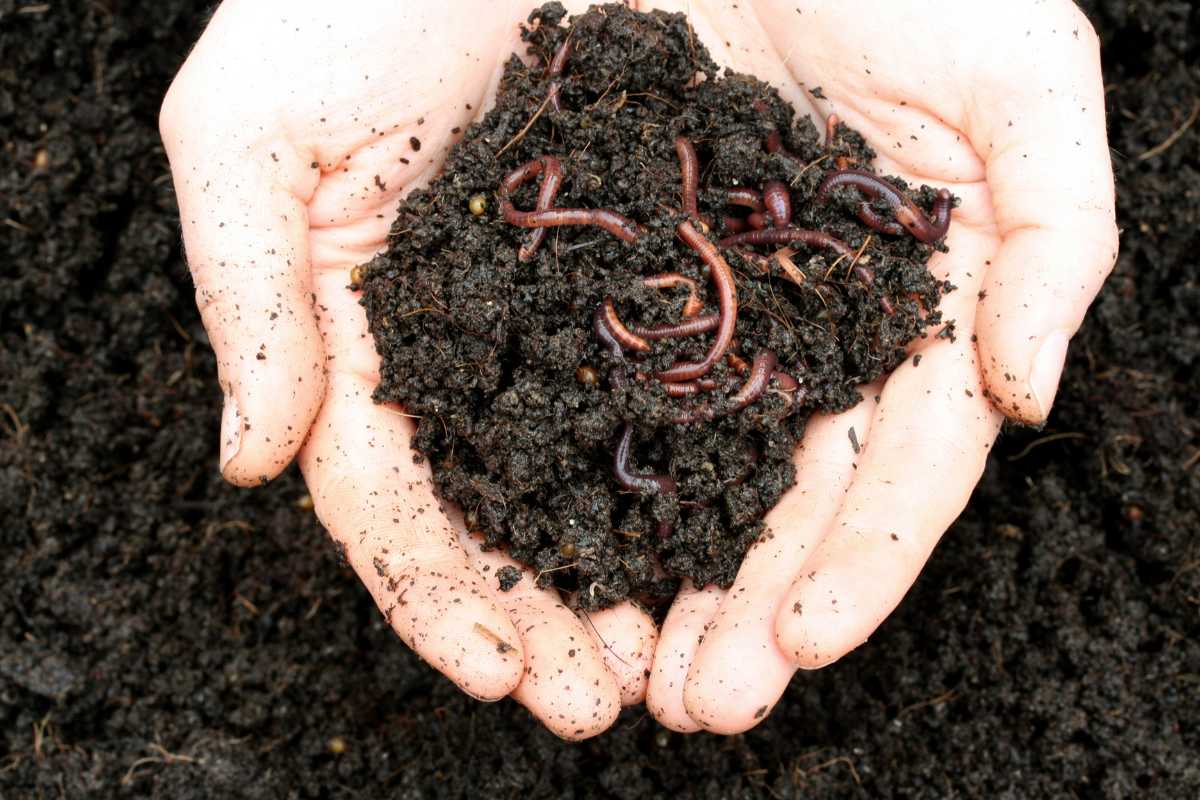 A pair of hands holds a small mound of dark, rich soil with numerous earthworms and worm castings mixed in. 