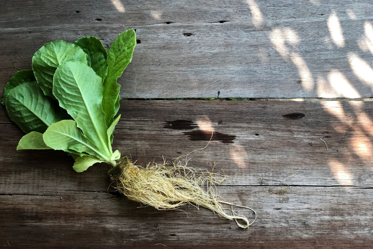 A romaine lettuce plant with roots exposed lies on a wooden surface. 