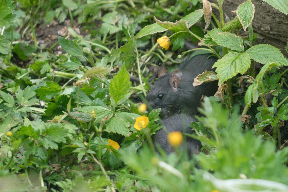 A black rat is partially hidden among green foliage and yellow flowers in a garden setting.