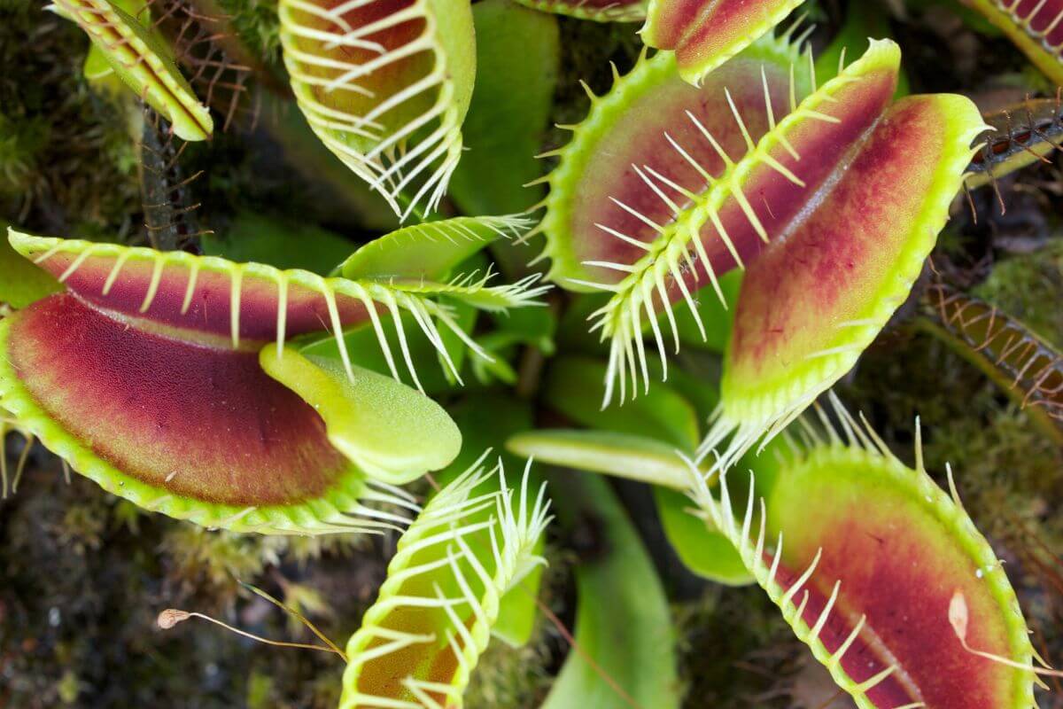 Close-up image of a dormant Venus flytrap plant, showing its green and red leaves with hinged, tooth-like structures for trapping insects.