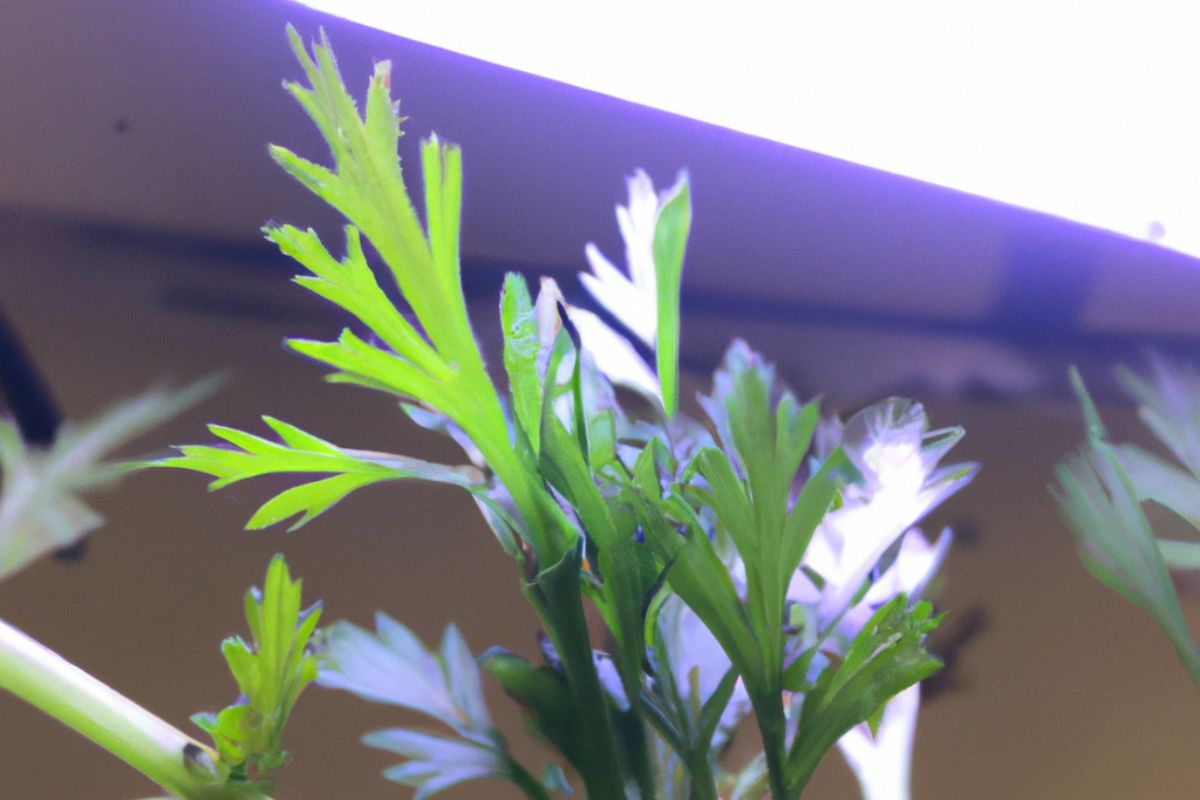 Close-up of vibrant green leaves with jagged edges, possibly parsley or a similar herb, against a softly lit background. 