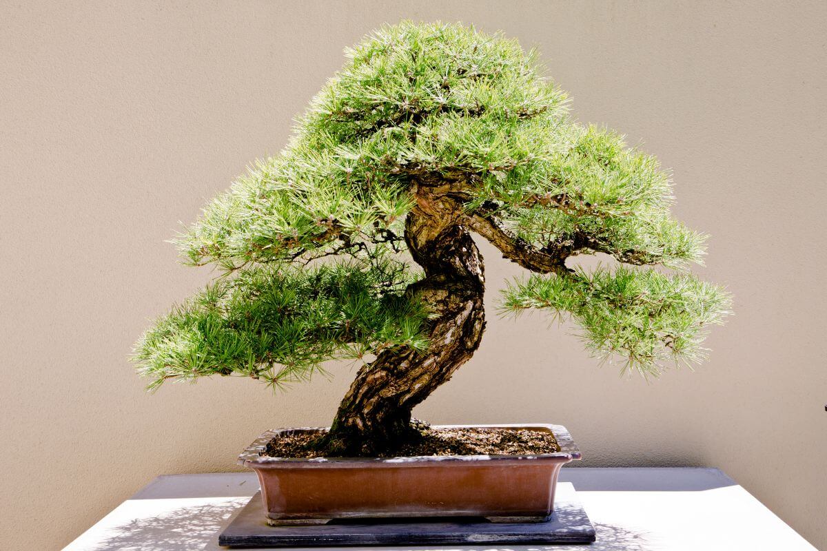 A miniature bonsai tree with a twisted trunk and lush green foliage is displayed in a rectangular brown pot.