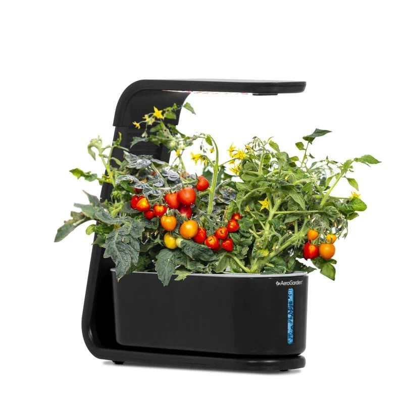Sleek black AeroGarden Sprout with LED grow lights, thriving tomato plants, ripe red and yellow tomatoes, green foliage, and yellow flowers.