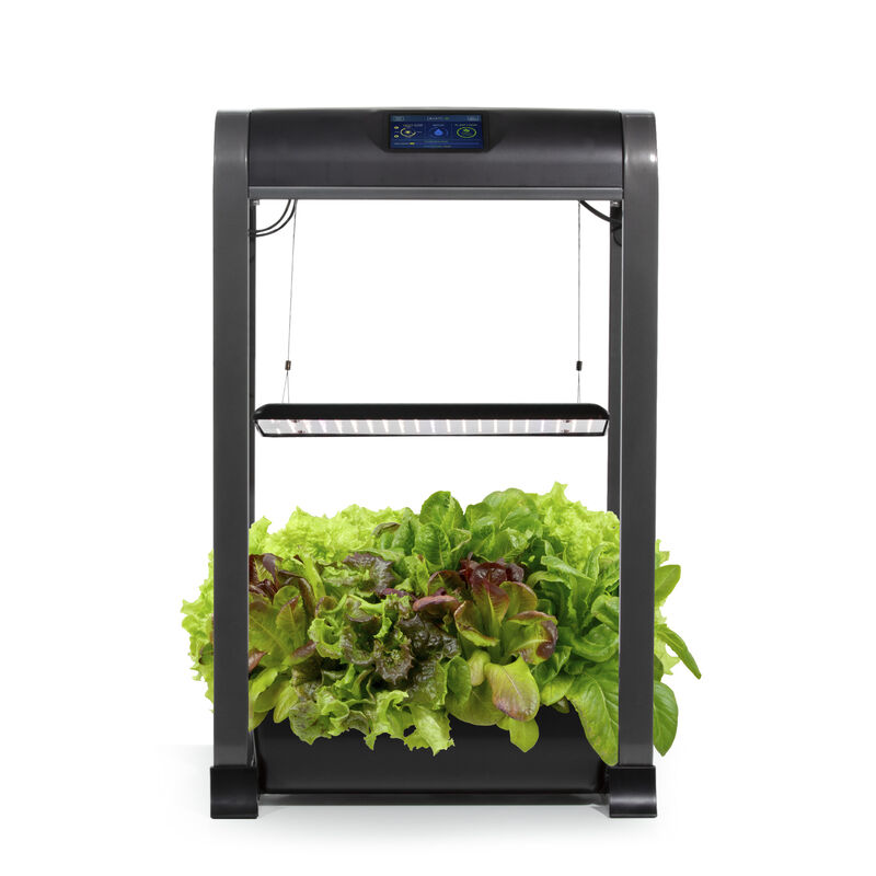 A black AeroGarden Farm features lush green and purple lettuce plants thriving under its top LED grow light. It boasts user-friendly buttons and a small display screen on the front panel for easy indoor farming management.