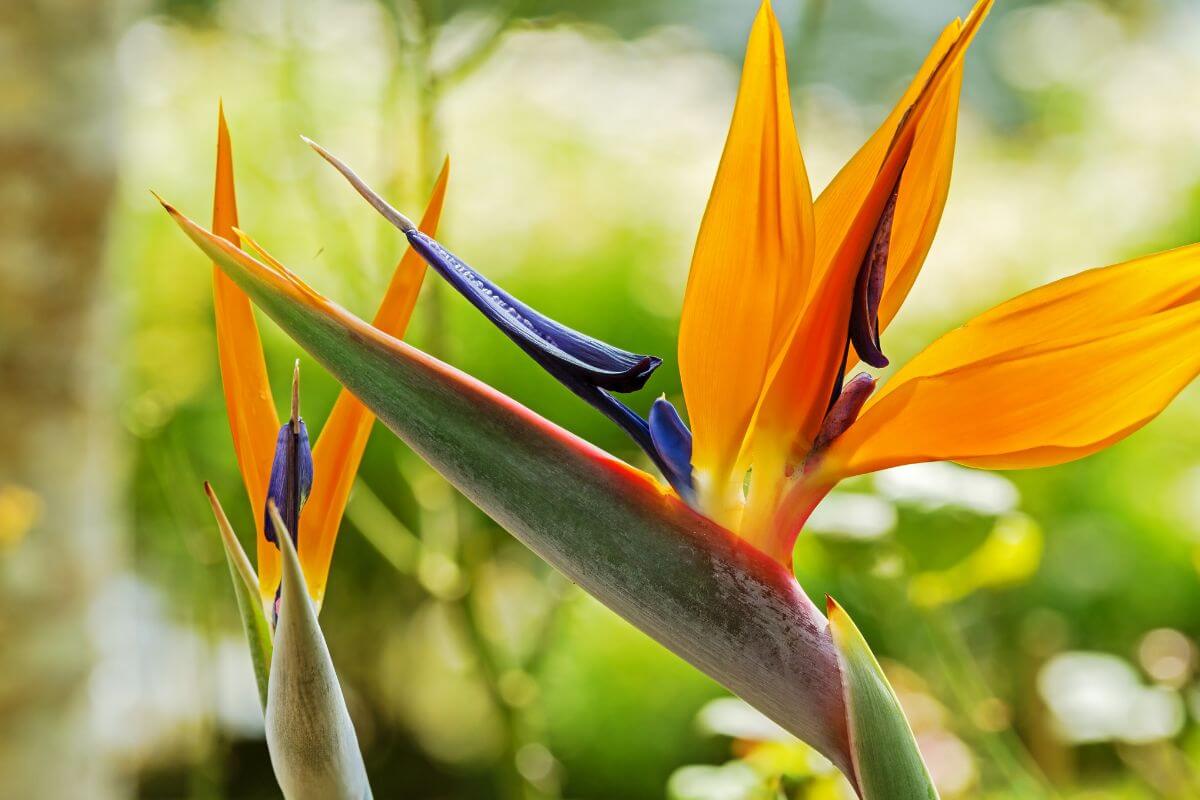 Close-up of a bird of paradise flower, showcasing its vibrant orange and blue petals with pointed shapes, blooming against a blurred natural background. 