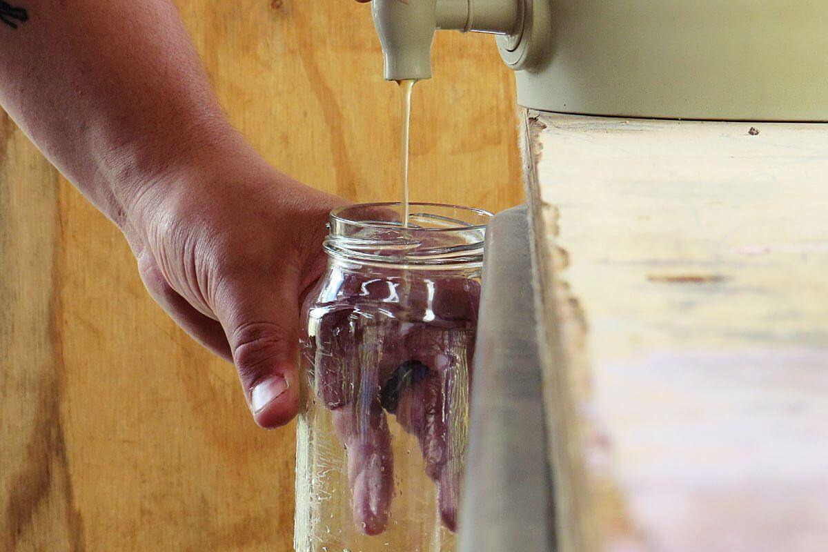 A person fills a glass jar with compost tea from a beige tap, with the jar held by one hand and supported by the other.