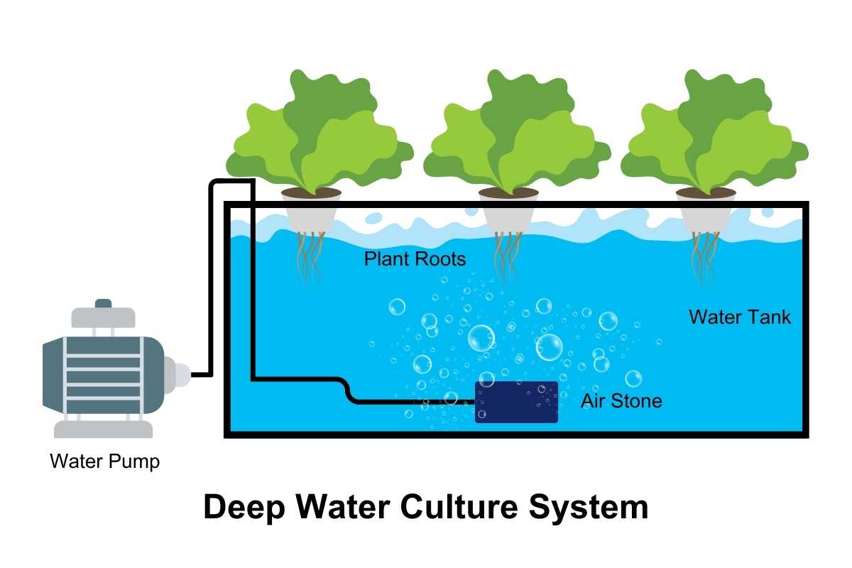 Diagram of a Deep Water Culture system showing three plants with their roots submerged in a water tank. A water pump on the left connects to the tank, and an air stone at the bottom releases bubbles, oxygenating the water for the plant roots in this deep water culture setup.