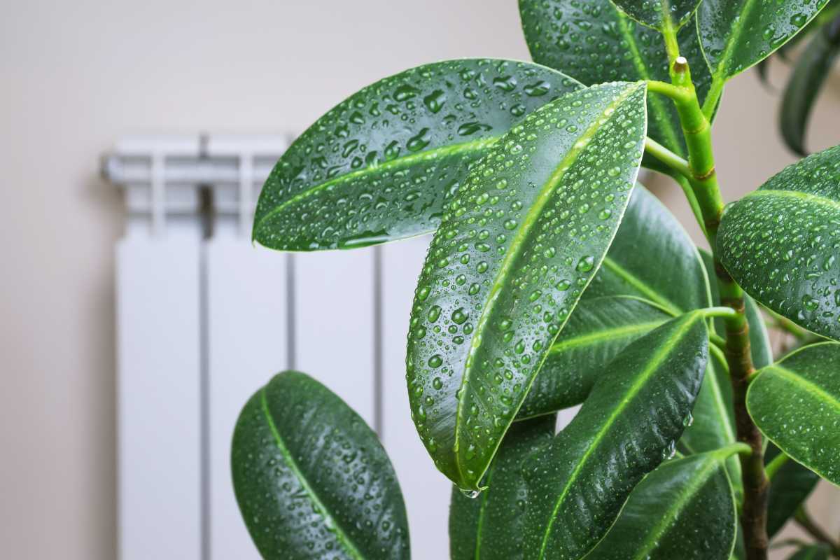 Close-up of a rubber plant with large, glossy green leaves covered in water droplets. 