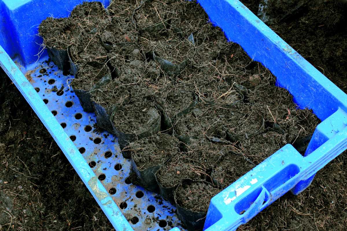 A blue plastic tray holds several small black pots filled with humus soil, arranged in rows. 